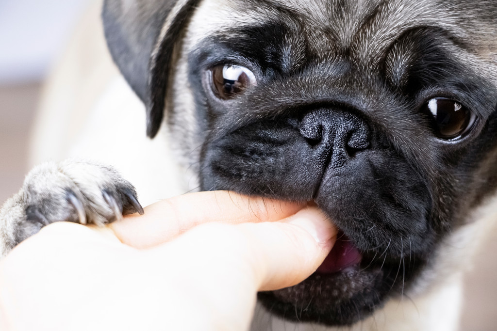 A cute pug nibbling on the fingers of its owner
