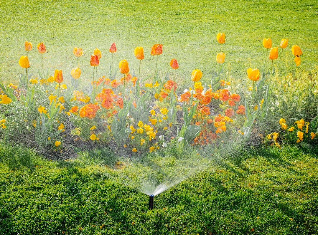 Flowers being sprinkled with water
