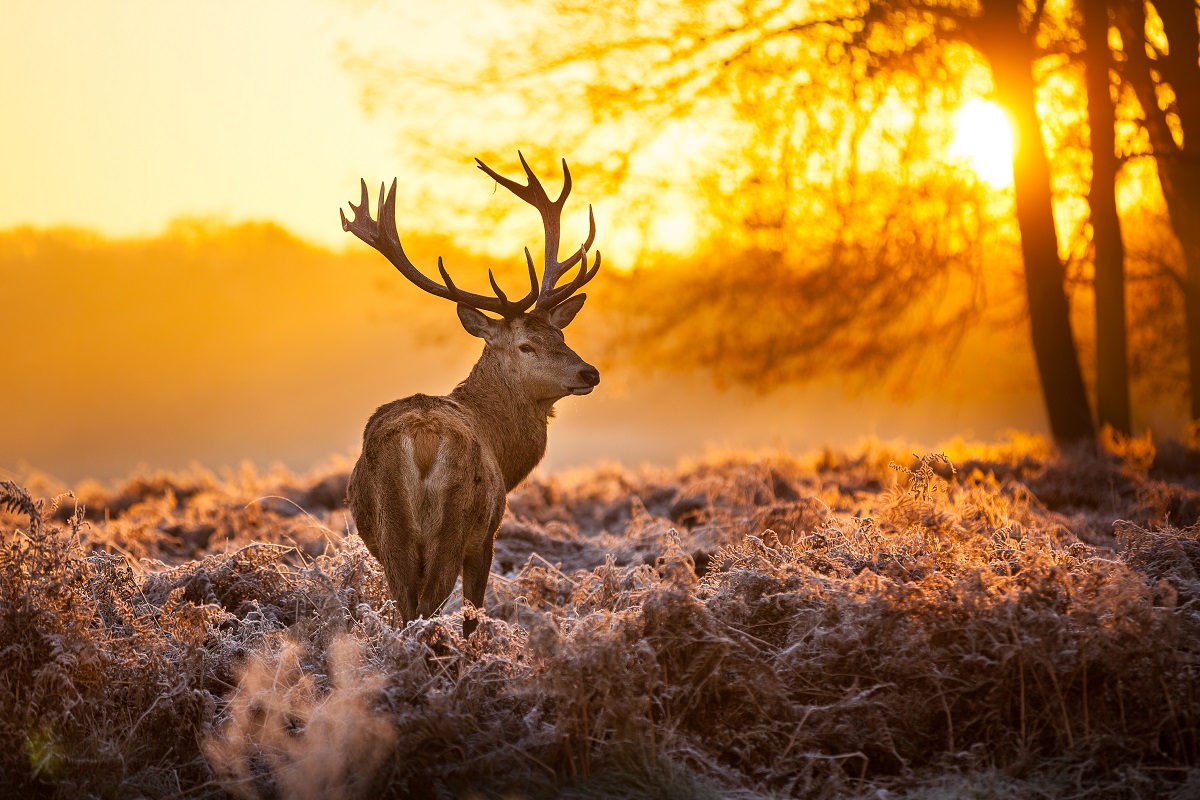 A deer in the meadow